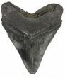 Large, Fossil Megalodon Tooth #56826-2